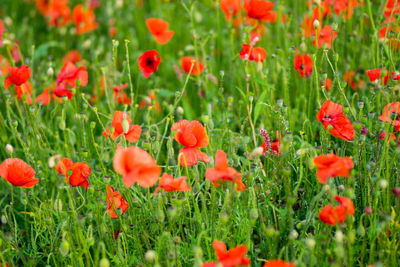 Close-up of red poppy flowers in field