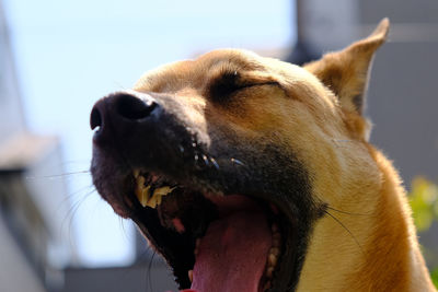 Close-up of a dog