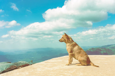 Dog sitting on mountain against sky