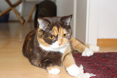 Close-up portrait of cat