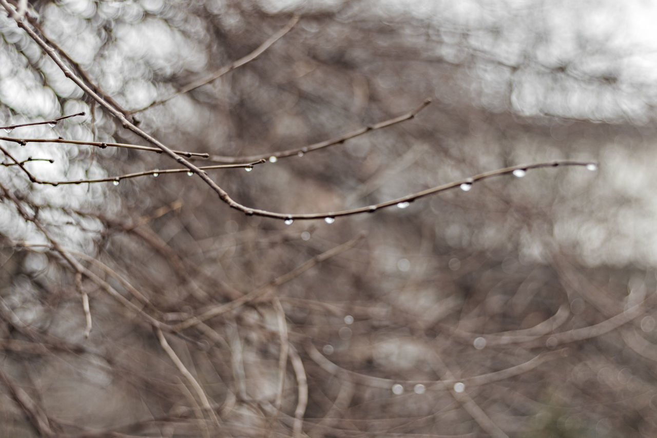 CLOSE-UP OF SNOW ON TWIG