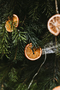 Diy handmade natural decoration made of orange slice on christmas tree