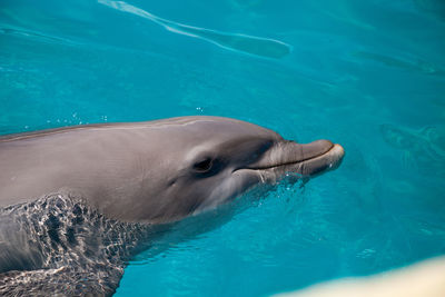 High angle view of horse in swimming pool