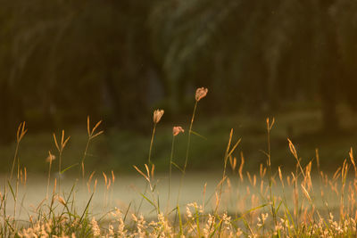 Close-up of grass growing on field