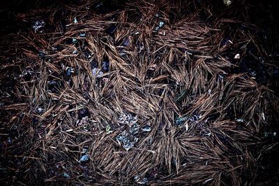 Full frame shot of dried plant on field