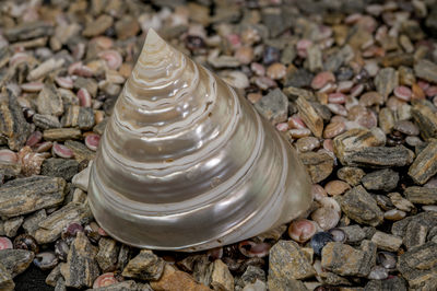 shell
