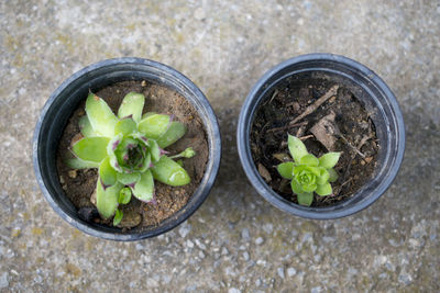 High angle view of potted plant in container