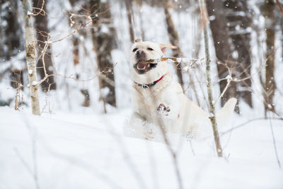 Dog running on snow covered land