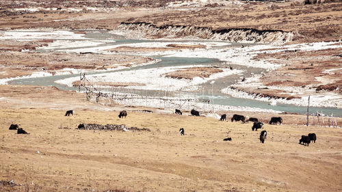 Tibetan pasture at a valley side of himalaya mountains. yumthang valley,sikkim,india