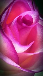 Close-up of pink rose