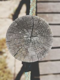 Close-up of tree stump