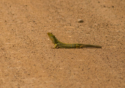 High angle view of lizard on sand
