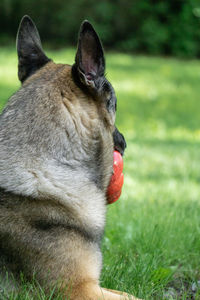 animal