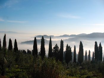 Panoramic shot of trees on landscape against sky