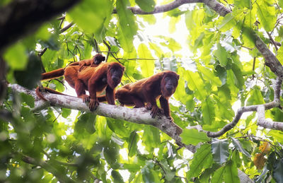 Monkeys sitting on branch