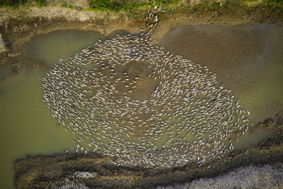 High angle view of starfish on beach