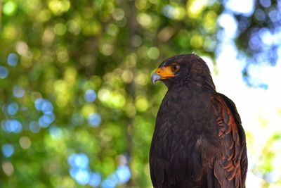 Close-up of eagle against blurred background