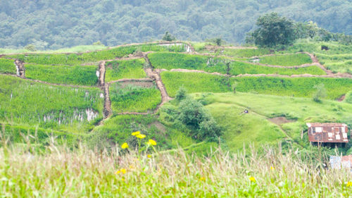 Scenic view of agricultural field