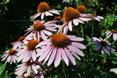 Close-up of coneflowers blooming outdoors