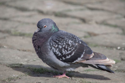 Close-up of bird