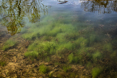 High angle view of trees reflecting in lake