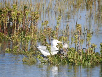 View of duck swimming in lake