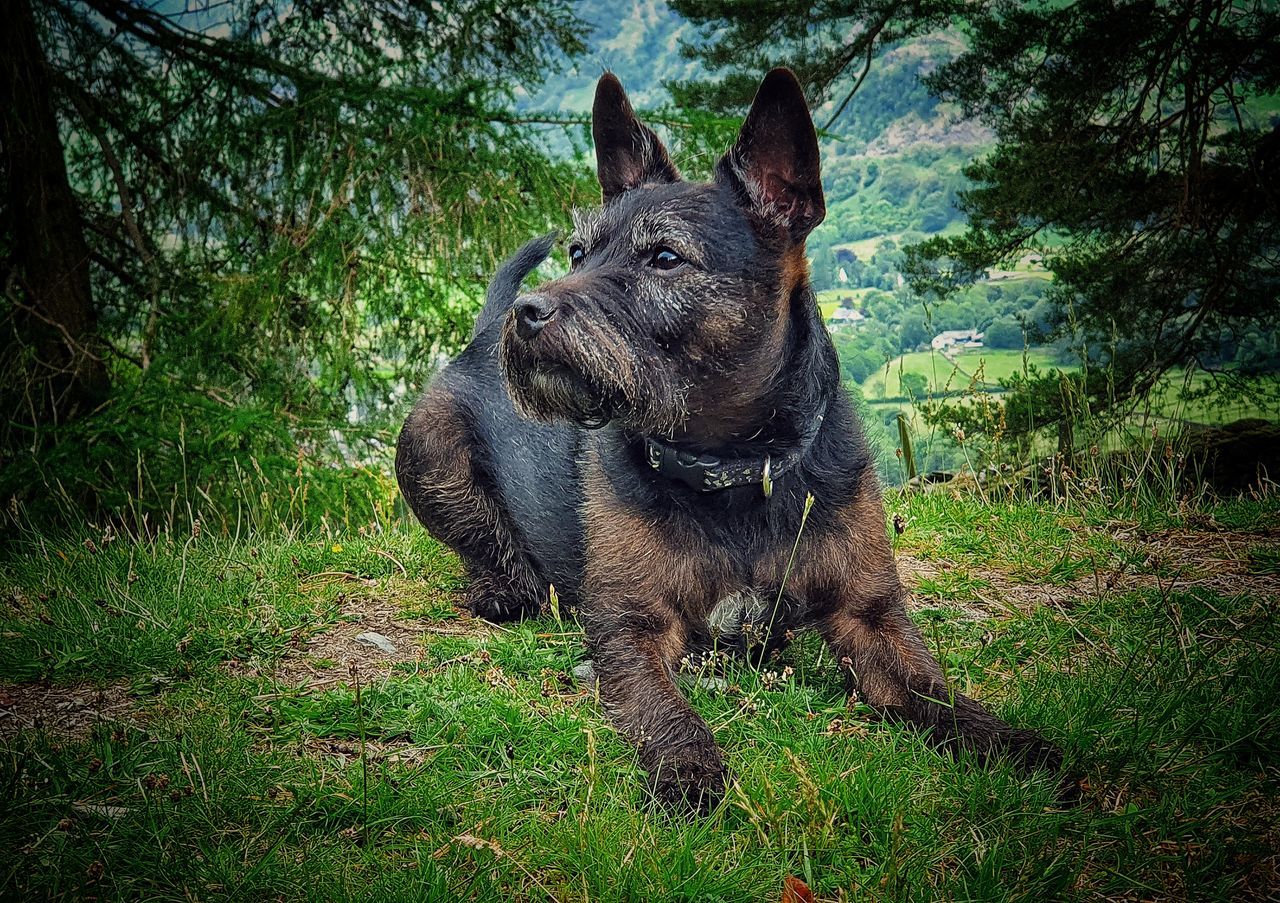 VIEW OF A DOG LOOKING AWAY