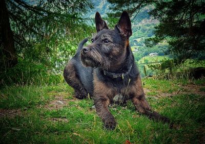 View of a dog on field