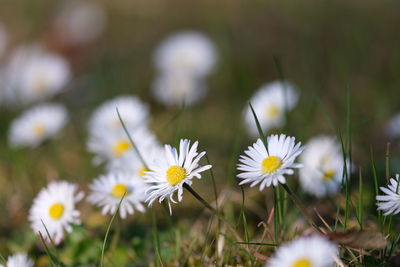 Close-up of white daisy flowers on field