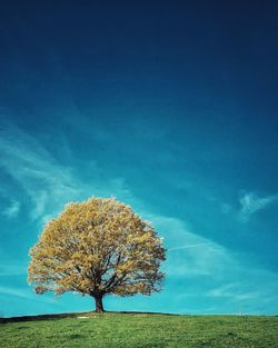 Tree on field against blue sky