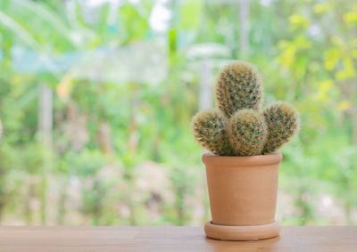 Close-up of cactus plant on table