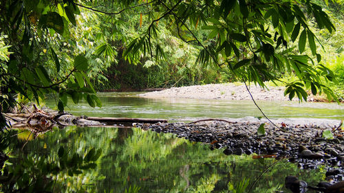 Scenic view of forest
