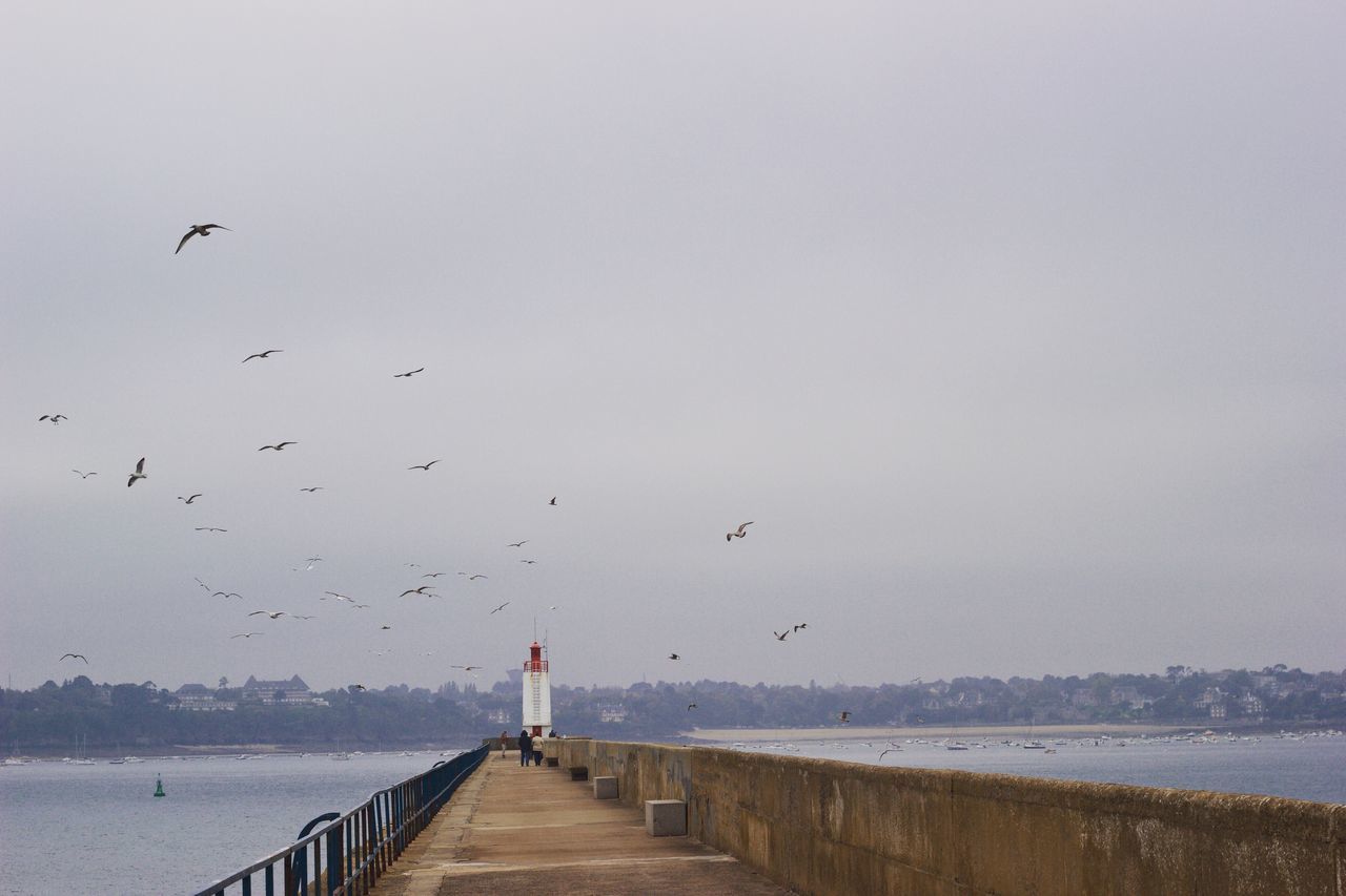 sea, bird, flying, water, outdoors, beach, nature, scenics, coastline, tranquility, horizon over water, day, beauty in nature, animal themes, sky, people, one person