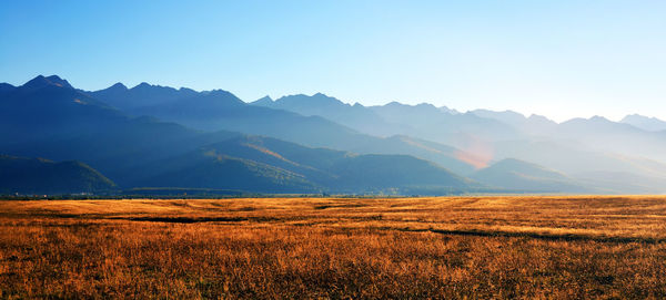 Scenic view of field against clear sky