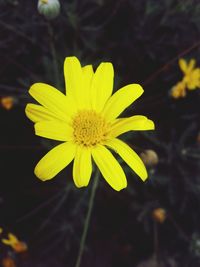 Close-up of yellow flower