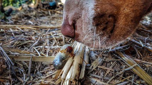 Close-up of a horse