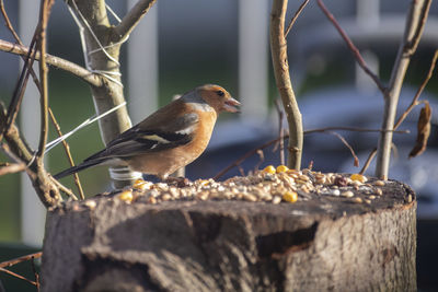 Close-up of bird perching on wood