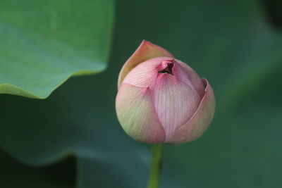 Close-up of pink lotus flower bud