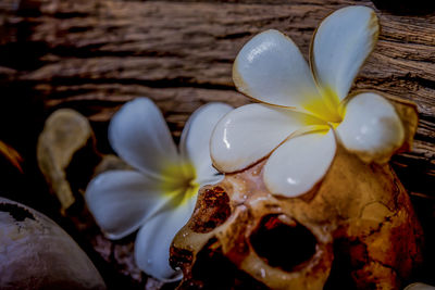 Close-up of frangipani on table