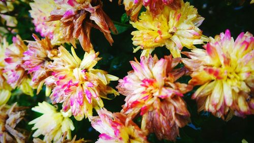 Close-up of yellow flowers