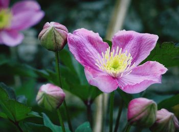 Close-up of pink flowering plant