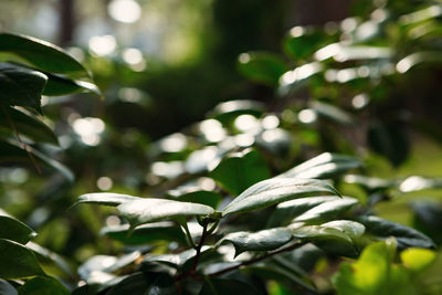 Close-up of fresh green leaves on tree