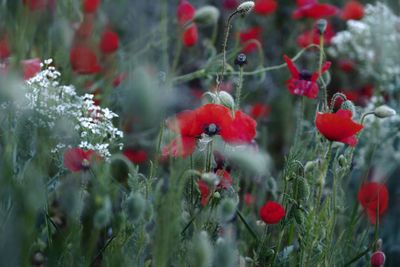 Close-up of red flowering plants on field