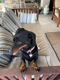 High angle view of dog relaxing on chair