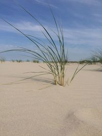 Plant growing on sand dune