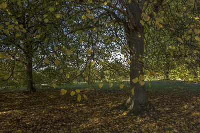 Trees growing on field