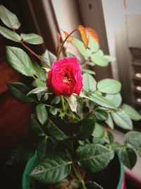 Close-up of pink rose