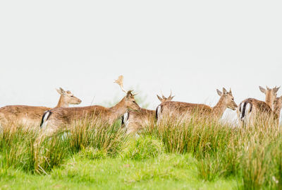 View of deer on field against clear sky