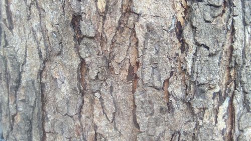 Full frame shot of tree trunk