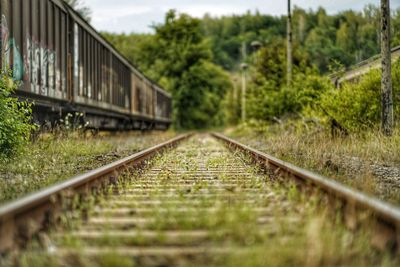 Surface level of railroad tracks along trees